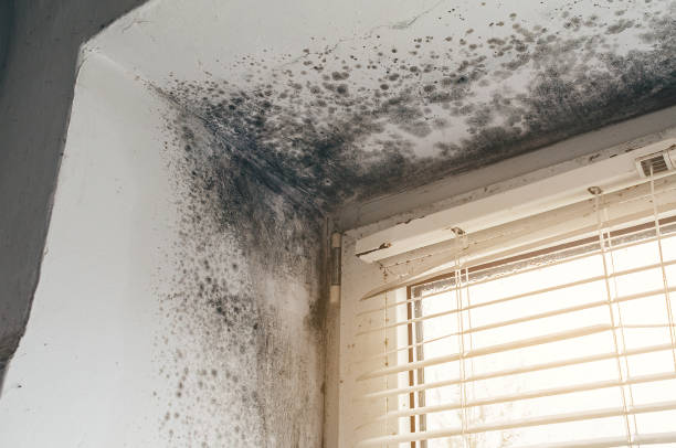 Affordable Black Mold Remediation solutions in Concord, VA